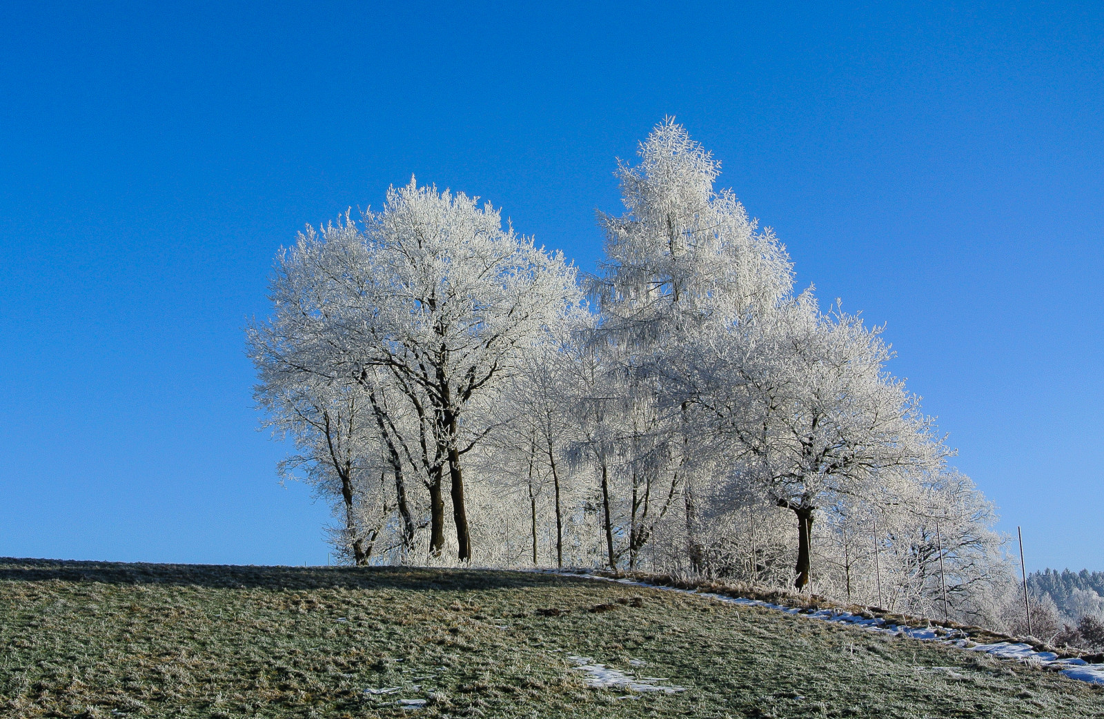 copaci, natură, cer, iarnă, ramură, albastru, dimineaţă, îngheţ, inflori, 2015, bruma, copac, floare, plantă, sezon, Himmel, Natur, deutschland, bayern, Blau, b UME, Kati, Nikon1v1, Morgen, plante teren, plante cu flori, plante lemnoase, raureif, Furth