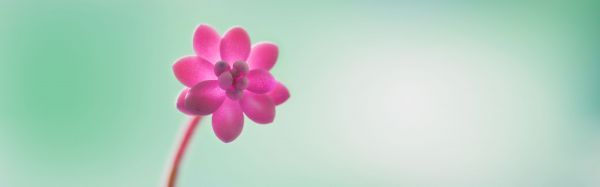 フラワーズ,自然,ピンクの花,3840x1200 px,マルチディスプレイ