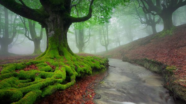 natureza,panorama,névoa,Árvores,musgo,rio