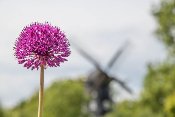 自然, 花, 花, 工場, フローラ, ブロンマ