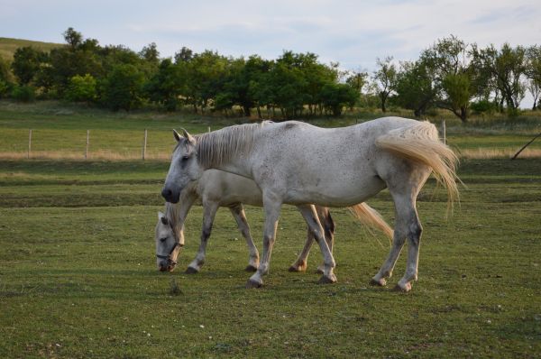 Animales, naturaleza, caballo, césped, luz de sol, paisaje