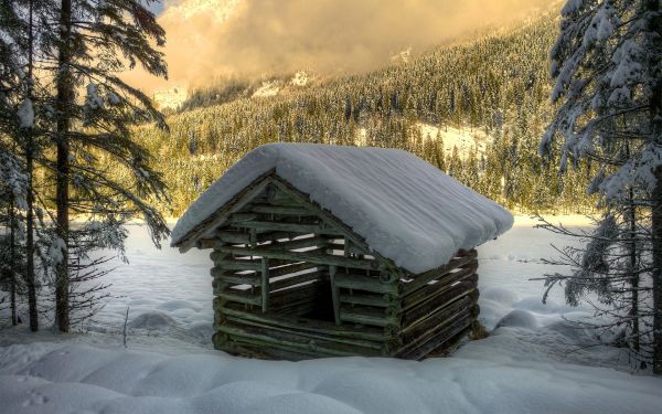 skog,snö,vinter-,hus,solljus,träd