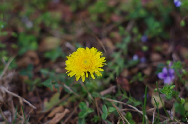 dandelion,musim semi