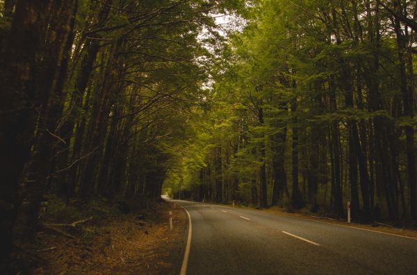 trees,road,Milford Sound,New Zealand,forest