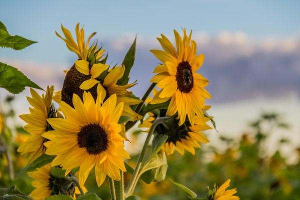 solljus,himmel,fält,gul,moln,blomma