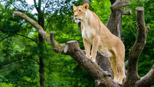 Hayvanlar,büyük kediler,aslan,Hayvanat bahçesi,Ağaçlar,kedi