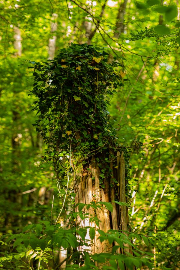 fotografering,utendørs,natur,grønt,trebark,blader