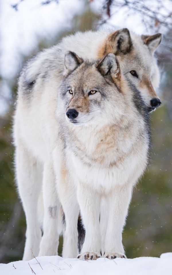 Animal de ferme,Oreilles d'animaux,animaux