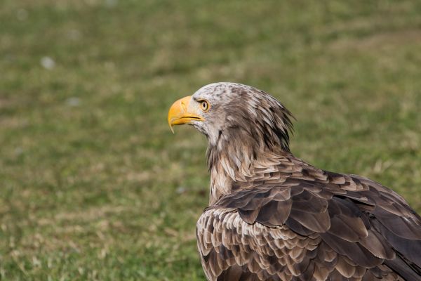 fauna silvestre,ave de rapiña,Dinamarca,pico,águila,águila calva