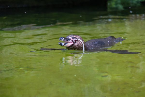 acqua, Germania, natura, Zoo, anatra, stagno