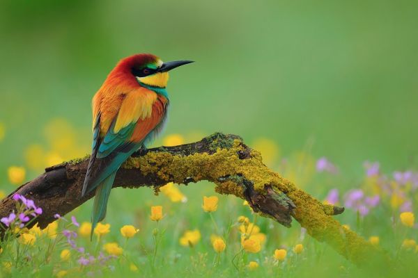 1920x1280 px,animal,bird,flower,geographic,green