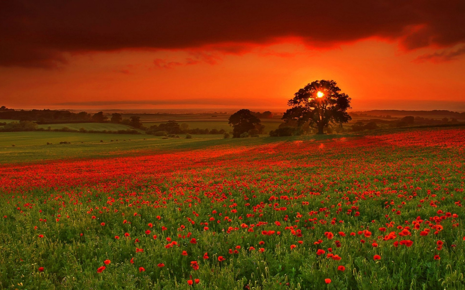 1920x1200 px, Felder, Landschaften, Wiese, Natur, Mohn, Sonnenuntergang