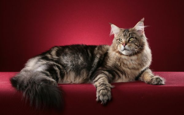 con mèo, động vật, Nền đỏ, Râu, Maine Coon, Mèo con