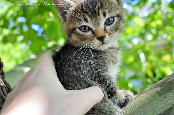 velho, azul, Árvores, gatos, bebê, 6