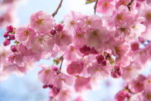 food,garden,park,branch,cherry blossom,fruit