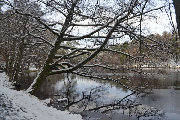 park,lake,winter