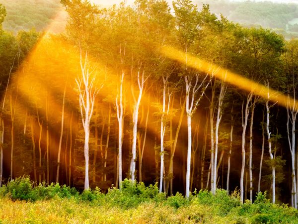 osterreich,nieder sterreich,wood,atmosphere,Sunbeam,sunray