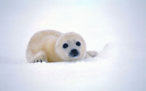 1920 x 1200 px,animaux,la nature,Antarctique,bébé,Arrière-plans