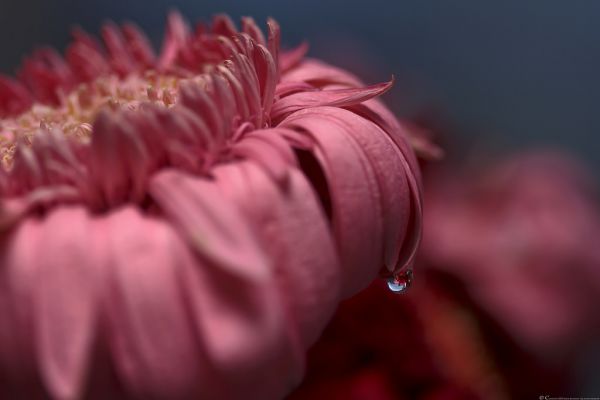 Leben,Weihnachten,Rosa,blau,Winter,Licht