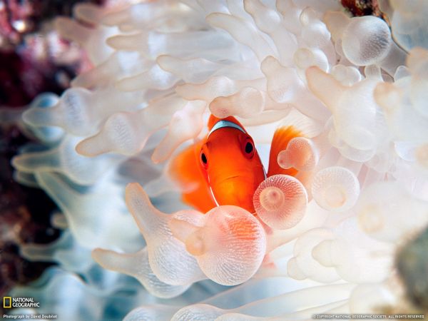 animali,fotografia,pesce,pesce pagliaccio,anemoni di mare,National Geographic