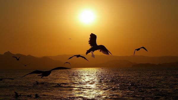 animals,birds,gull,1920x1080 px,Flight,Fly