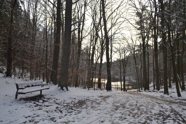 park,lake,winter