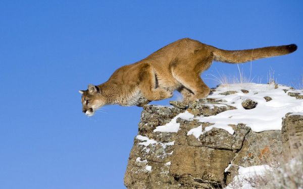 1920x1200 px,djur,pumor,Puma,kattdjur,hoppning