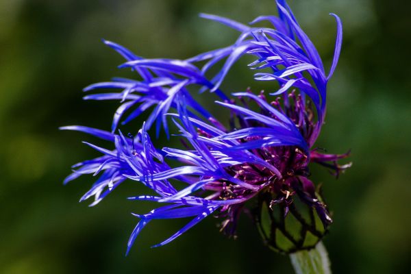 azul,flor,Blomma,florecimiento de maíz,Bla,bergsklint