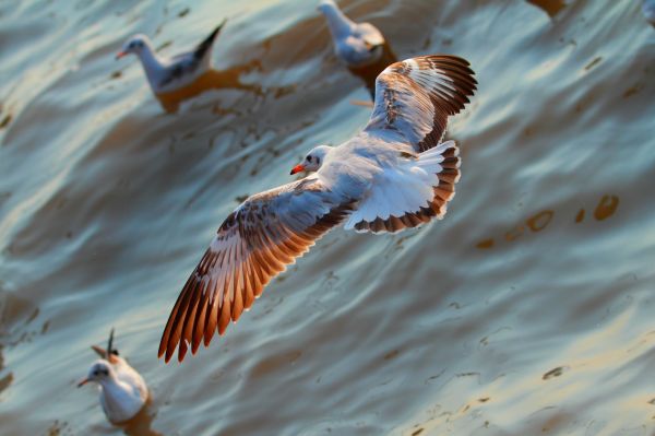 camar,burung-burung,penerbangan,laut