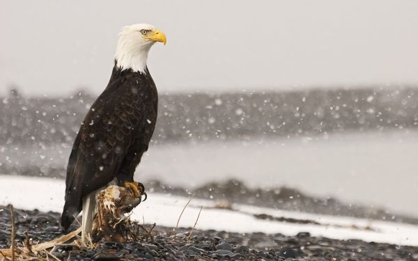 faune,oiseau de proie,neige,hiver,aigle,Aigle chauve