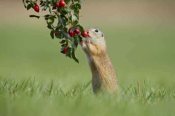 iarbă,Ground squirrel