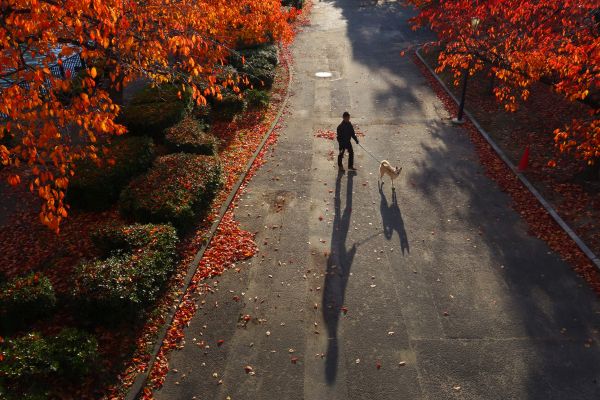 Osaka,köpek,Sokak fotoğrafçısı,Sonydscrx100m2