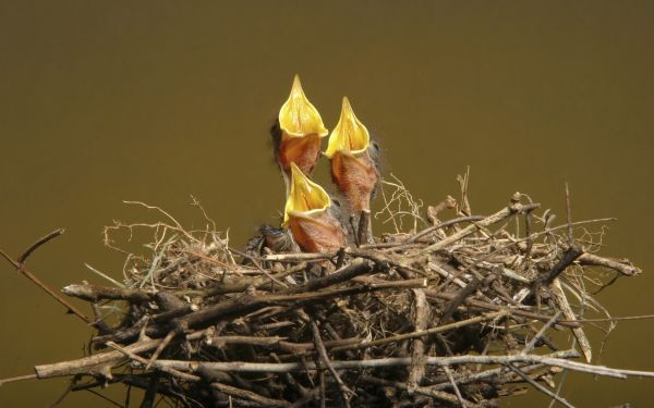 waiting,chicks,nest,hunger