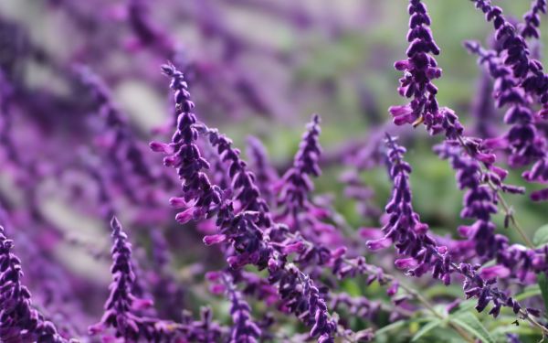 césped,púrpura,lavanda,hierba,flor,hojas