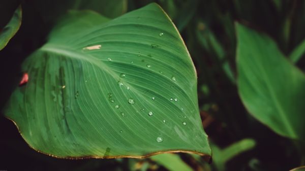 plante,natură,în aer liber,fotografie,frunze,rouă