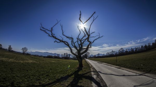 príroda,krajina,mŕtve stromy,stromy,cestné,slnko