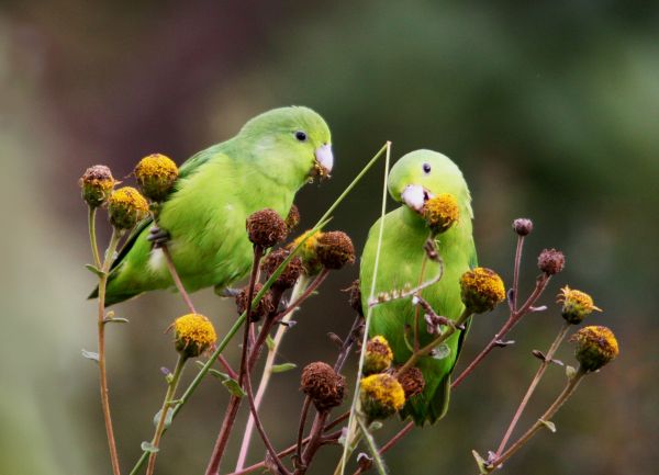 Vogel,Natur,Tierwelt,Natureza,Passaro,Aves