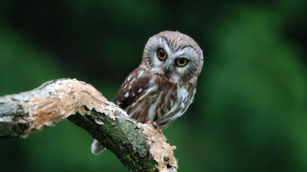 uccelli, ramo, natura, animali, natura, verde