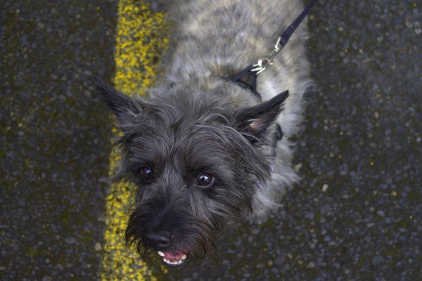 Hund,Hund wie Säugetier,Hunderasse,Säugetier,Terrier,Steinhaufen Terrier