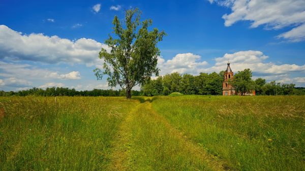 landschap,heuvel,natuur,bomen,gras,hemel