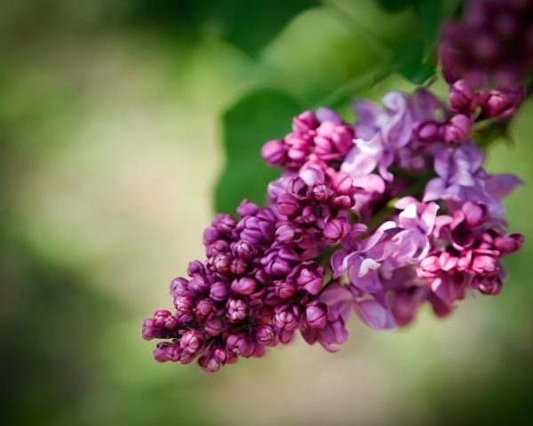 fioritura,primavera,lilla,convolvolo,avvicinamento