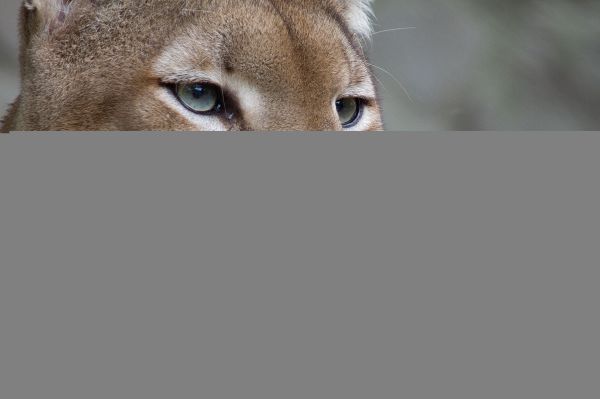 Puma,ögon,rovdjur