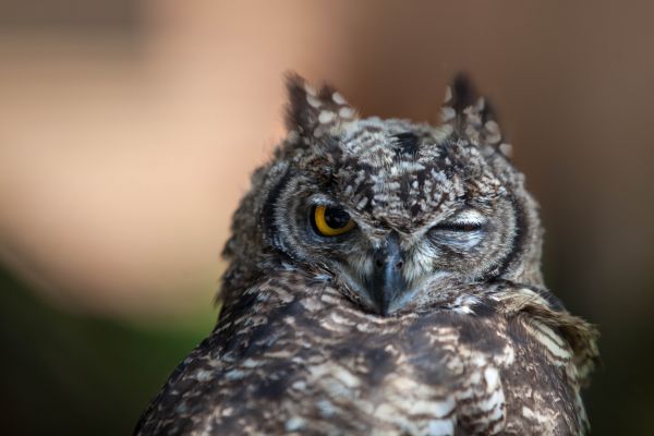 faune,oiseau de proie,hibou,le bec,les yeux,oiseau