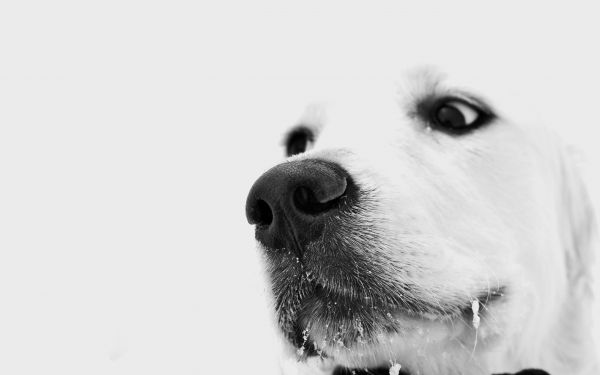 blanc,noir,Monochrome,la photographie,chien,nez