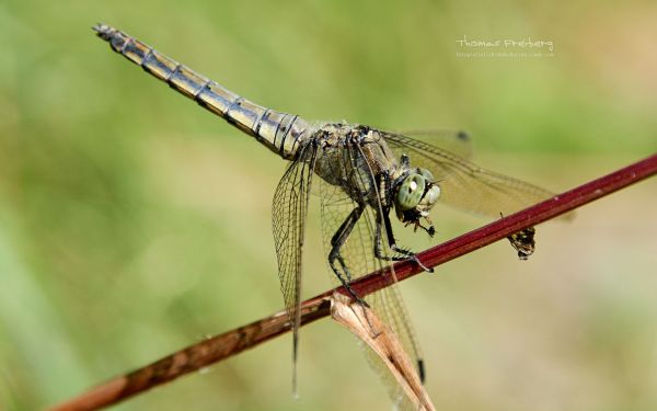 dyr, natur, gren, insekt, dragonfly, øyenstikkere