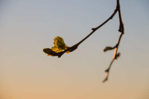 sollys,solnedgang,natur,himmel,gren,soloppgang