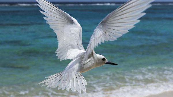 1920x1080 px,Hawaii,Bay,Hòn đảo,trắng