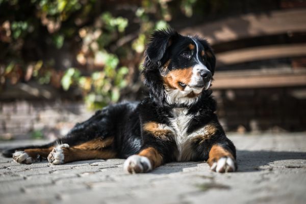 perro,perrito,mamífero,mentiras,manchado,vertebrado