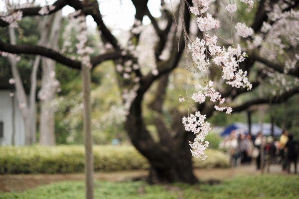 Japon, branche, fleur de cerisier, fleur, printemps, Leica