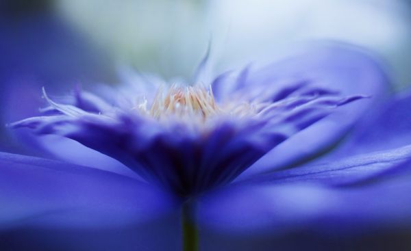 natur,himmel,fotografering,makro,lilla,violet